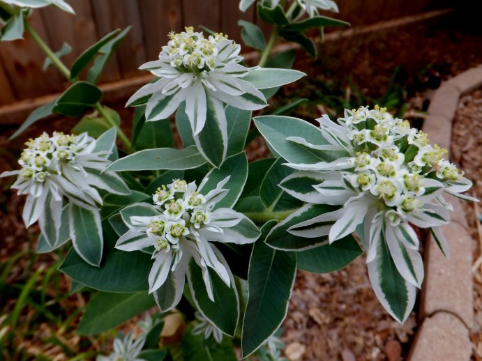 Green Snow on the Mountain Flower seeds for Planting Long Bloom Season, Heirloom & GMO Free Seeds for Home Garden vegetable and garden seeds