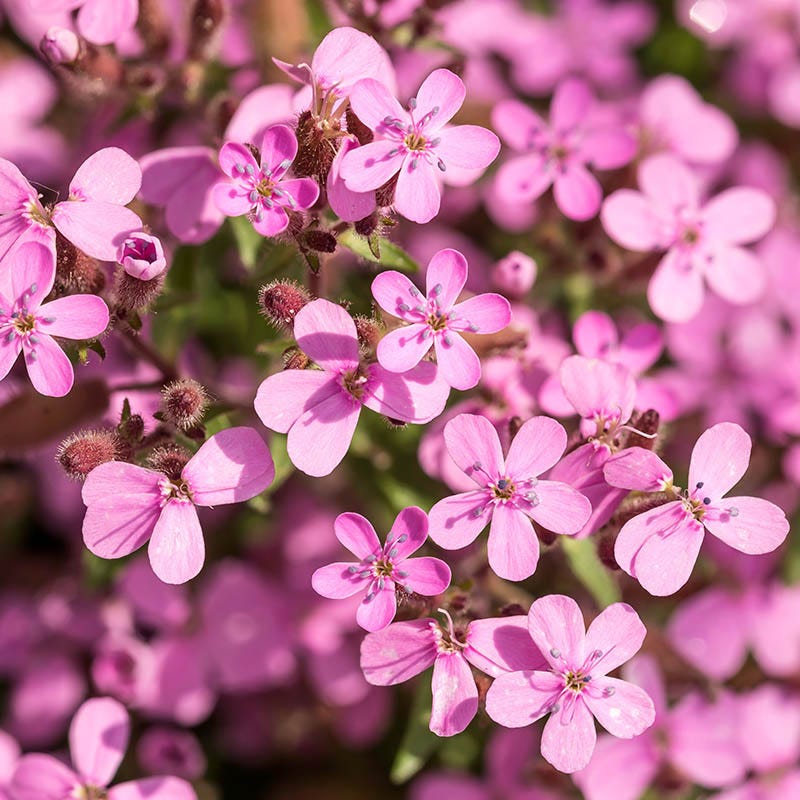 Saponaria Flower seeds for Planting Sun Loving Heirloom & GMO Free Seeds for Home Garden
