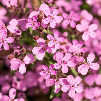 Saponaria Flower seeds for Planting Sun Loving Heirloom & GMO Free Seeds for Home Garden