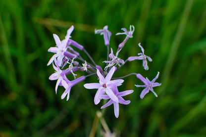 Heirloom Tulbaghia Flower seeds for Planting Wildflower Mix Heirloom & GMO Free Seeds for Home Garden