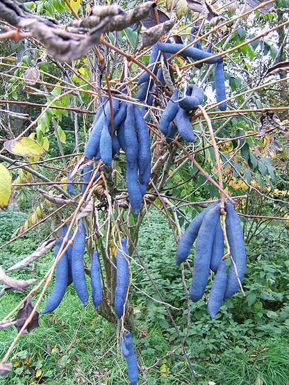 Solanum sambucifolium seeds flowering ornamental plant with star-shaped blooms