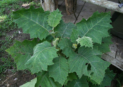 Solanum Sessiliflorum Tree Growing in Garden, Healthy Tree with Fruits