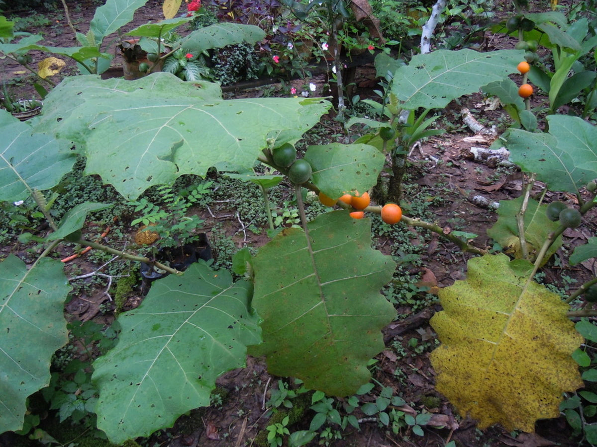 Solanum Sessiliflorum Seeds for Planting, Step-by-Step Guide for Growing Exotic Fruits