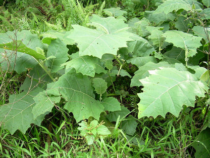 Step-by-Step Guide for Planting Solanum Sessiliflorum Seeds in Your Garden