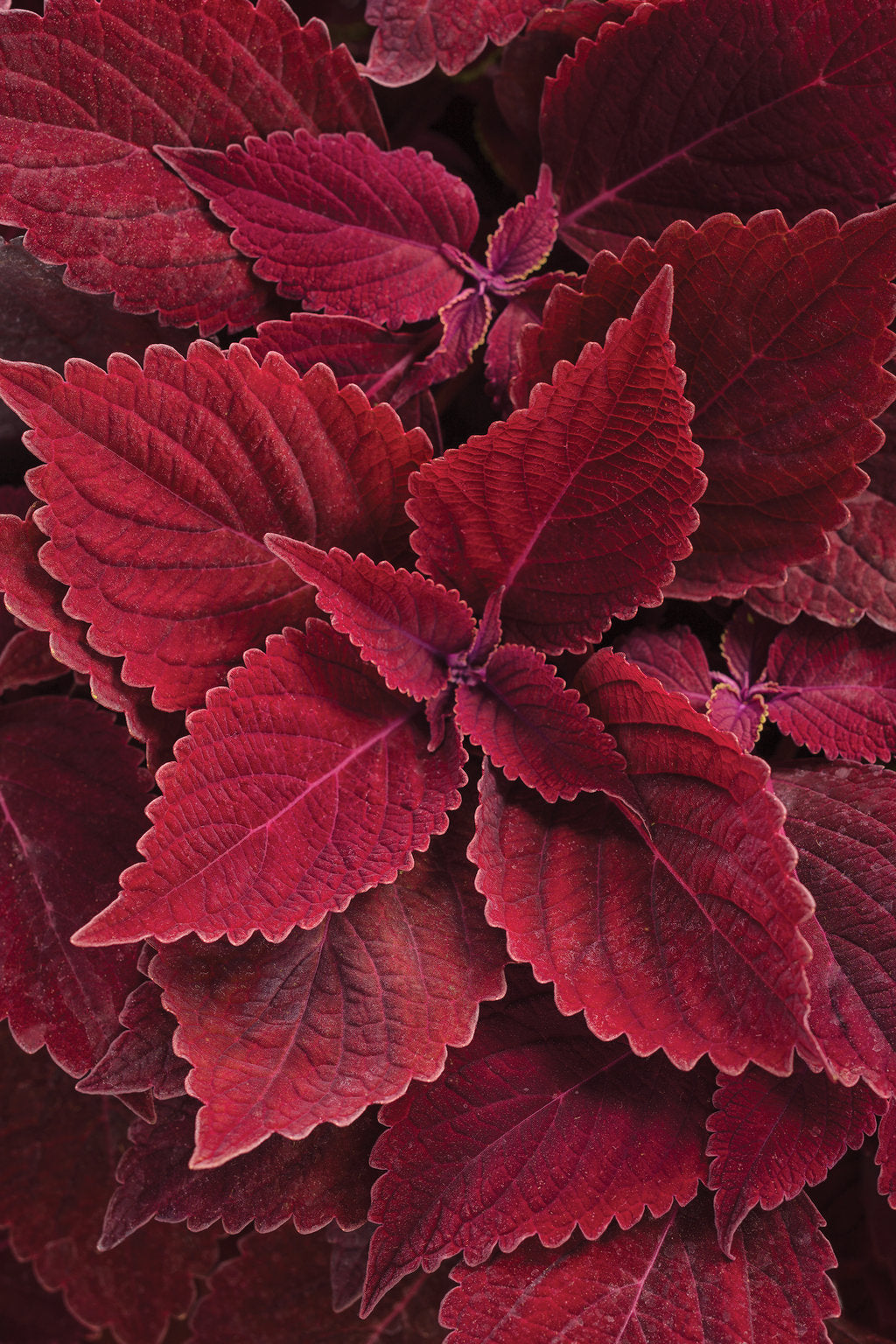 High quality Red Coleus Flower seeds for Planting Sun Loving, Heirloom & GMO Free Seeds for Home Garden seeds pack