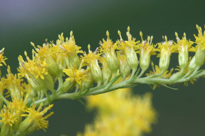 Solidago Canadensis Flower seeds for Planting Seasonal Bloomer Heirloom & GMO Free Seeds for Home Garden