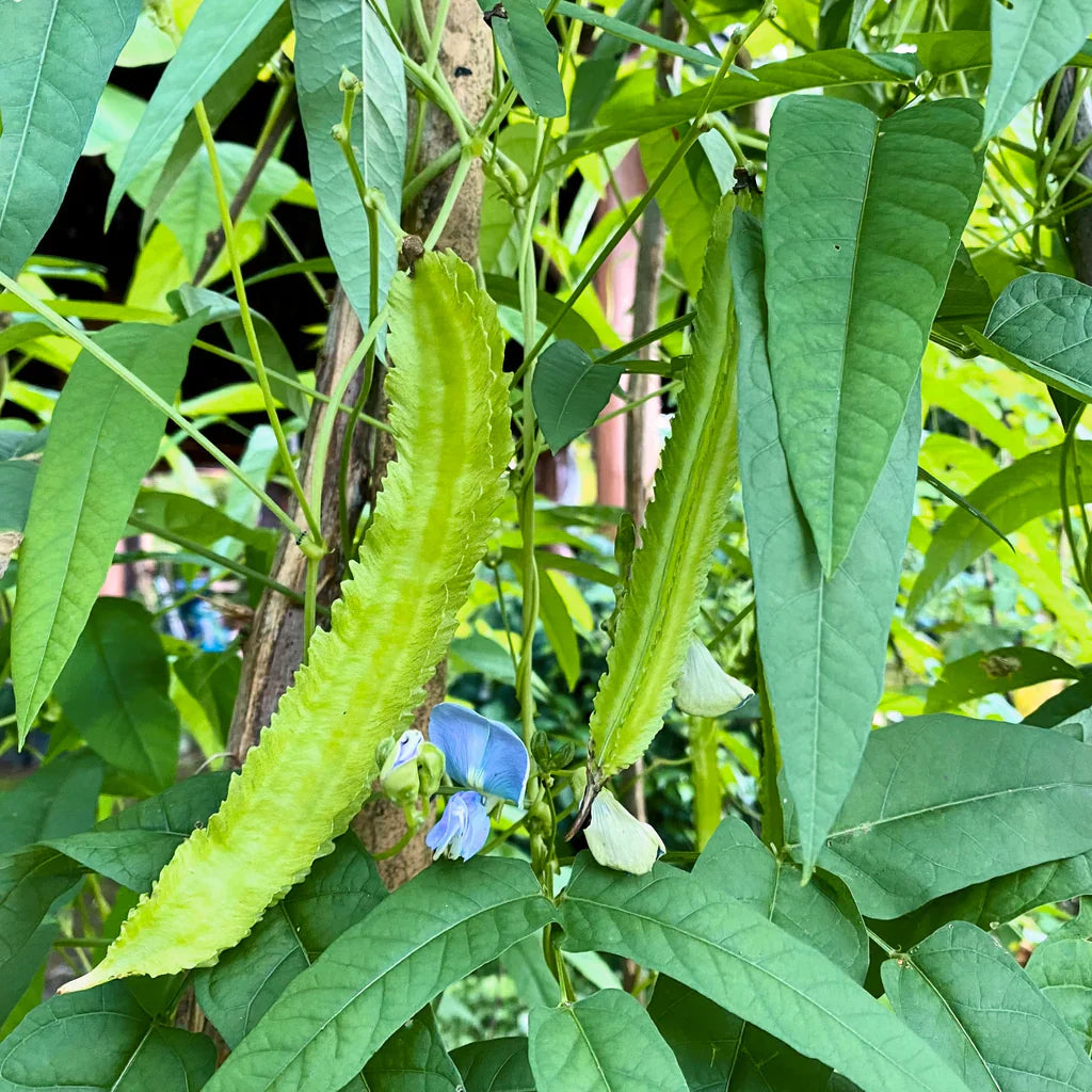 Sophocarpus seeds for planting in home gardens