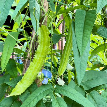 Sophocarpus seeds for planting in home gardens