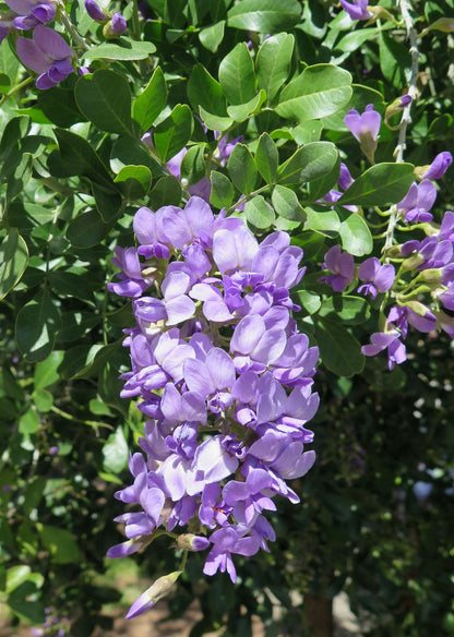 Heirloom Sophora Secundiflora Flower seeds for Planting Compact Growth Heirloom & GMO Free Seeds for Home Garden
