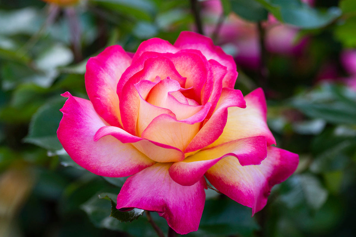 Sorbet Roses Flower Seeds for Planting