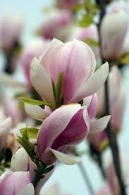 Soulangeana Magnolia Seeds for Planting