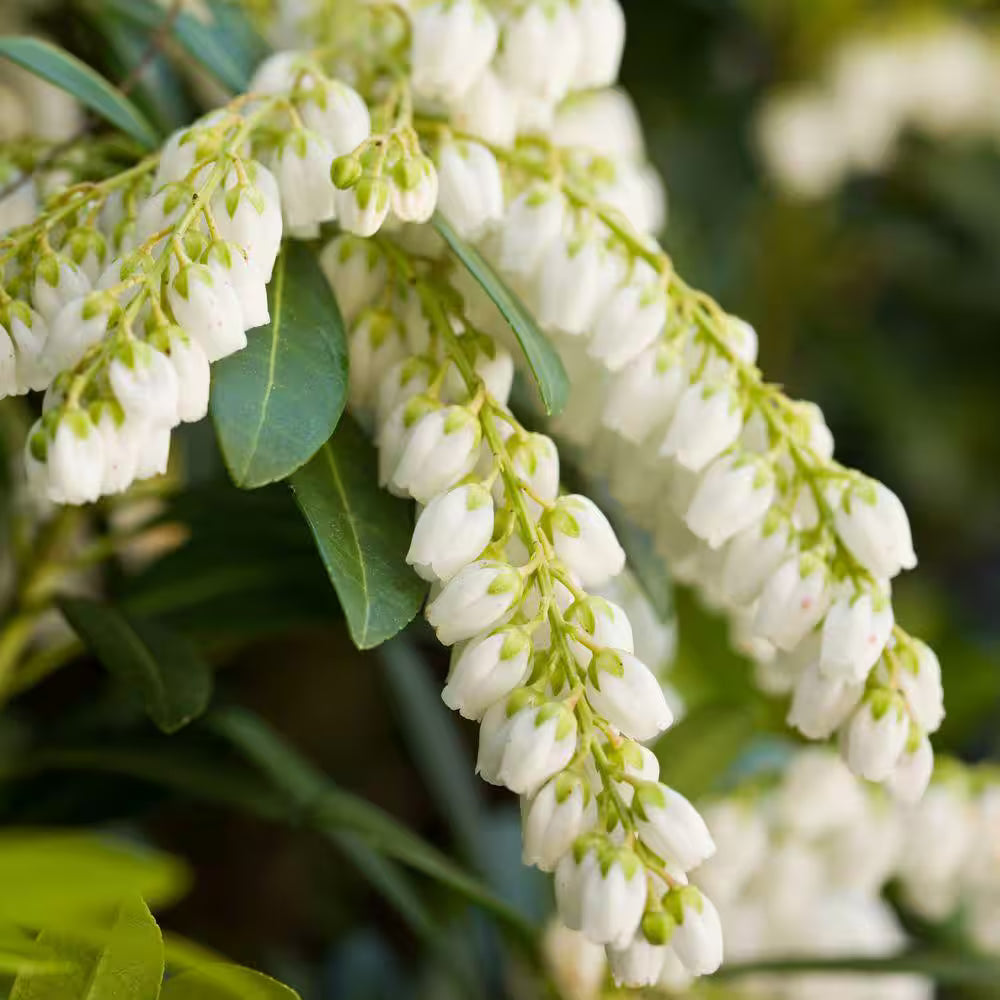 Premium Pieris Japonica Flower seeds for Planting Shade Tolerant, Heirloom & GMO Free Seeds for Home Garden seeds