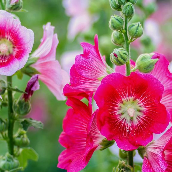 High quality Pale Pink Hollyhock Flower seeds for Planting Long Bloom Season, Heirloom & GMO Free Seeds for Home Garden seeds pack