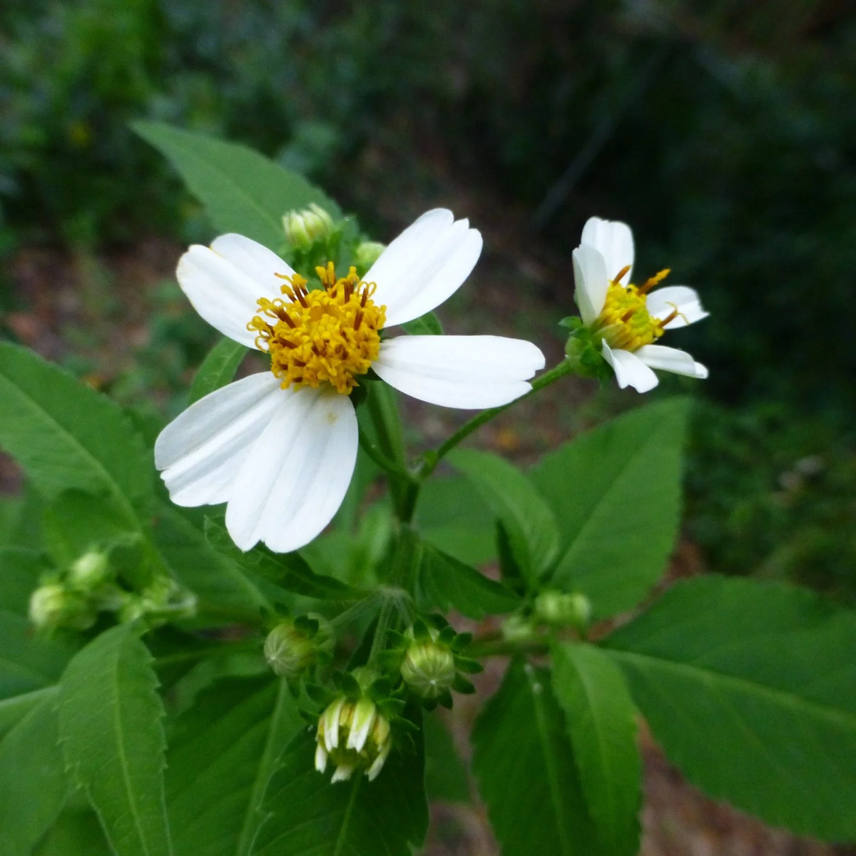 Spanish Needles Flower seeds for Planting Easy to Grow Heirloom & GMO Free Seeds for Home Garden
