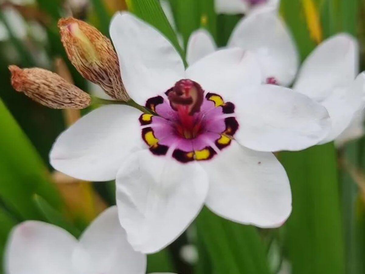 Premium White Sparaxis Tricolor Flower seeds for Planting Low Maintenance, Heirloom & GMO Free Seeds for Home Garden seeds