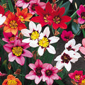 Blue Red Sparaxis Flower seeds for Planting Premium Quality, Heirloom & GMO Free Seeds for Home Garden seeds for planting