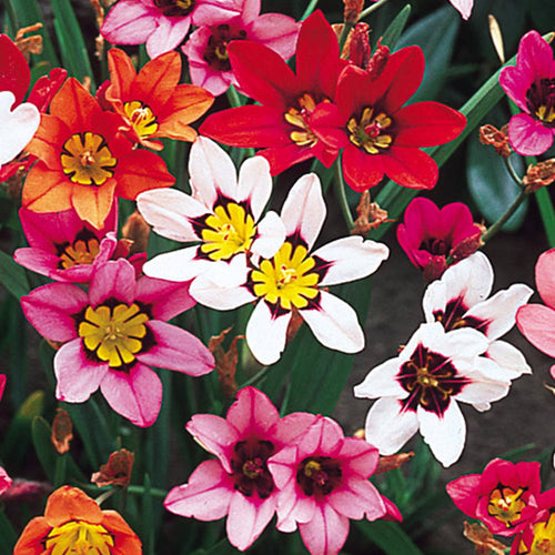 Blue Red Sparaxis Flower seeds for Planting Premium Quality, Heirloom & GMO Free Seeds for Home Garden seeds for planting