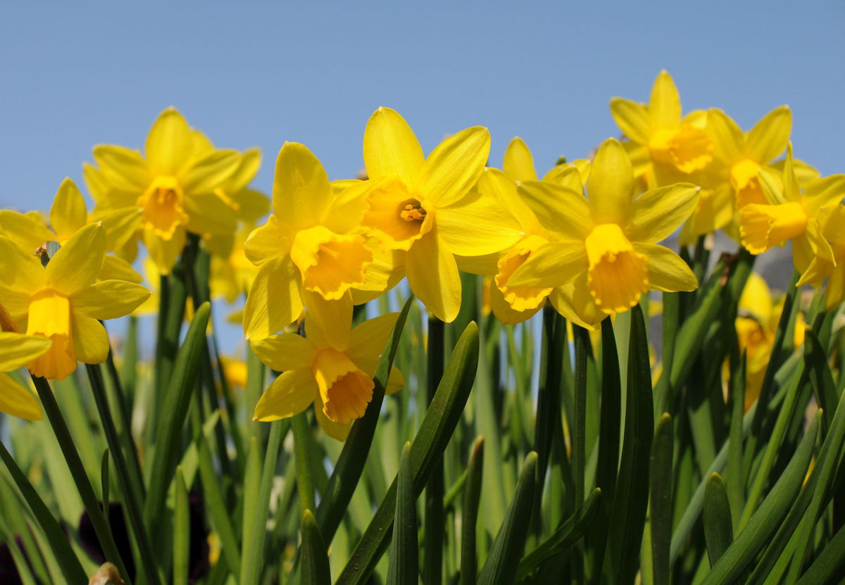 Spartium Yellow Bloom Seeds for Planting