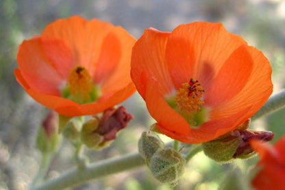 Globemallow Flower seeds for Planting Drought Tolerant Heirloom & GMO Free Seeds for Home Garden