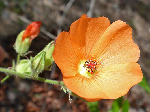 Orange Sphaeralcea Flower seeds for Planting Cottage Garden Essential, Heirloom & GMO Free Seeds for Home Garden vegetable and garden seeds