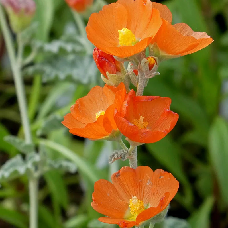 Globemallow Flower seeds for Planting Drought Tolerant Heirloom & GMO Free Seeds for Home Garden
