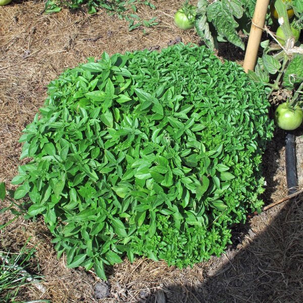 Spicy Bush Basil thriving in containers grown from seeds