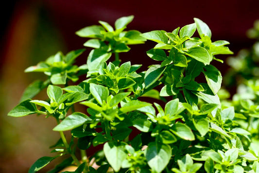 Spicy Globe Basil seeds Ocimum basilicum forming compact aromatic plants