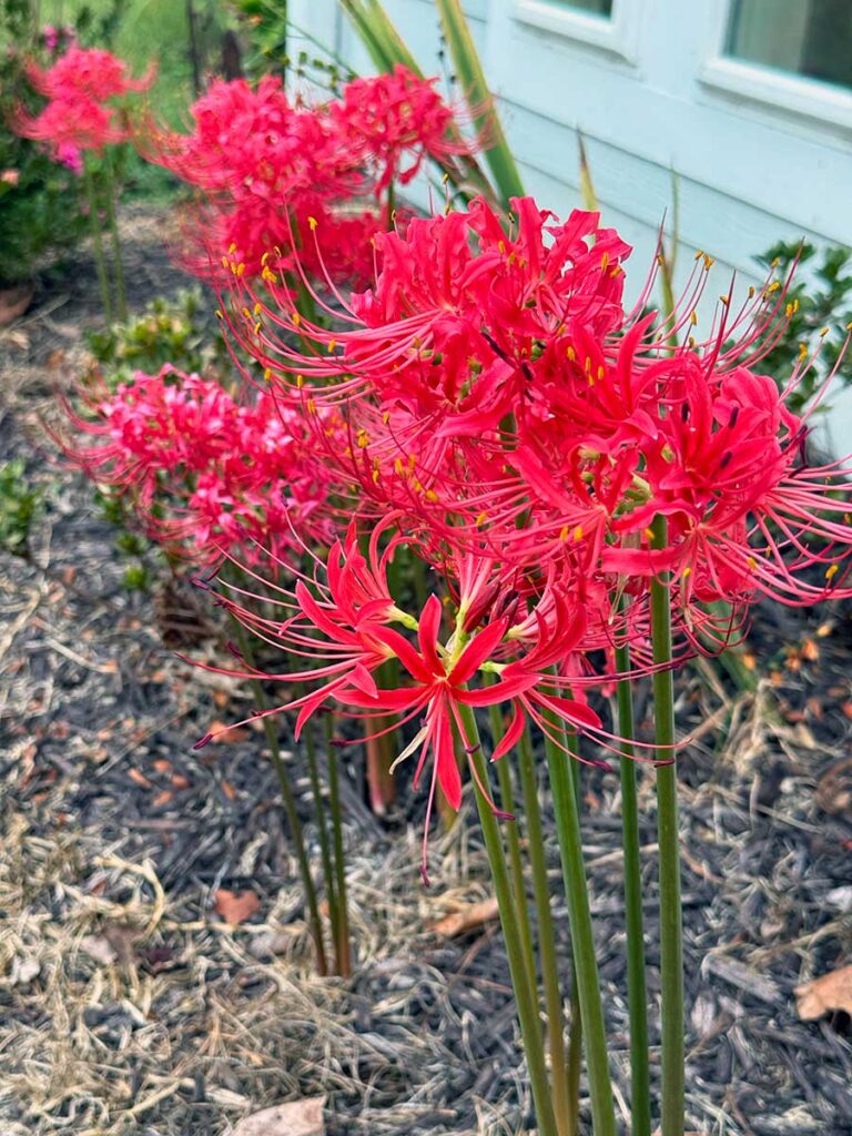 High quality Lycoris Flower seeds for Planting Hardy Variety, Heirloom & GMO Free Seeds for Home Garden seeds pack