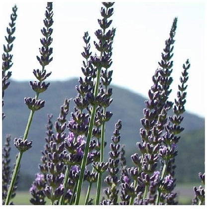 Spike Lavender grown from seeds in sunny garden border