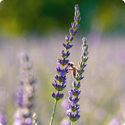 Spike Lavender seeds Lavandula latifolia tall purple flowers