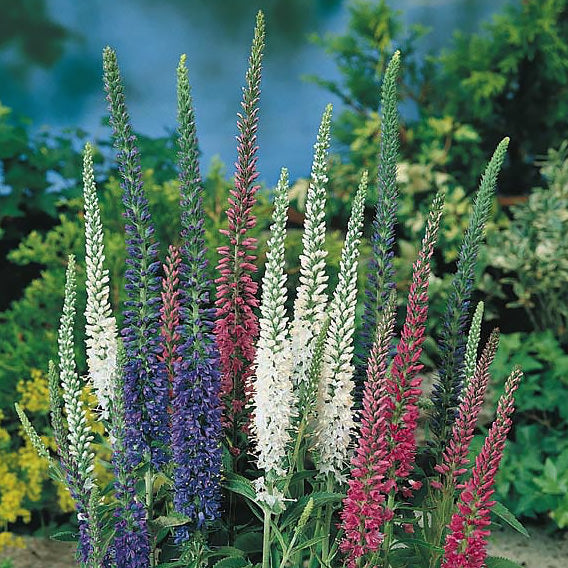 Mixed Colors Veronica Spicata Seed Pack for Garden