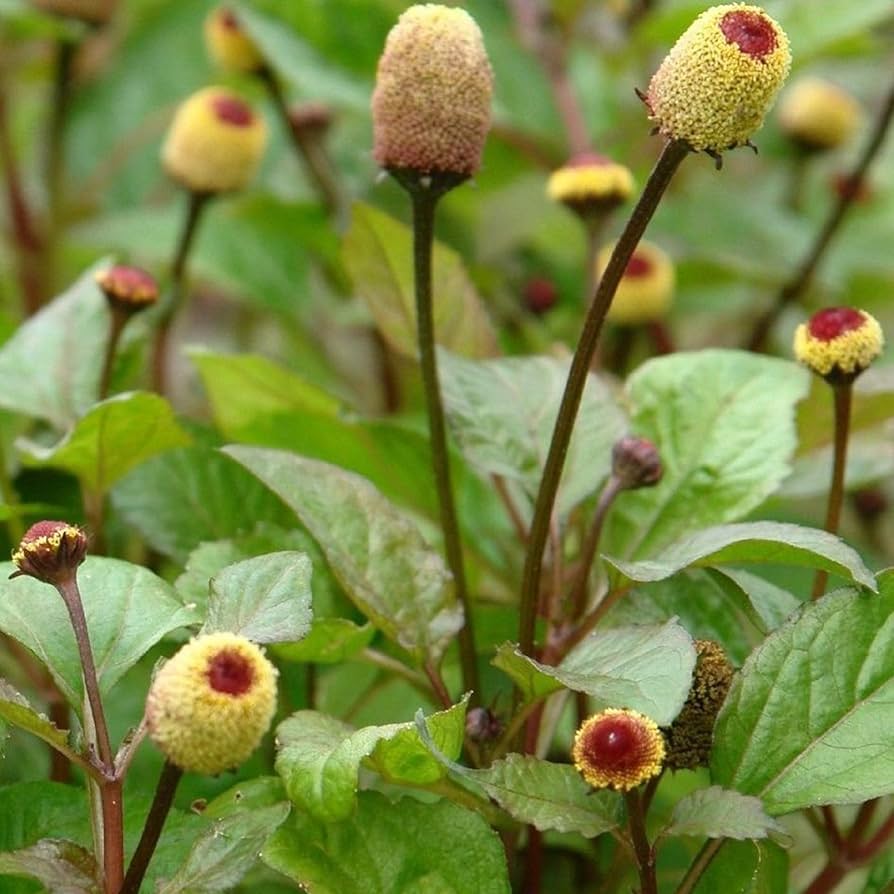 Premium Yellow Toothache Flower seeds for Planting Pollinator Friendly, Heirloom & GMO Free Seeds for Home Garden seeds