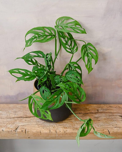 Large split leaves of the Monstera deliciosa plant