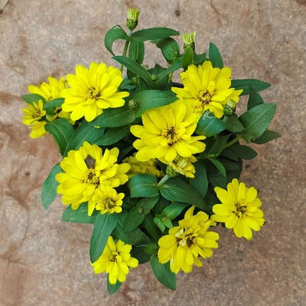 Yellow Profusion Flower seeds for Planting Shade Tolerant, Heirloom & GMO Free Seeds for Home Garden vegetable and garden seeds