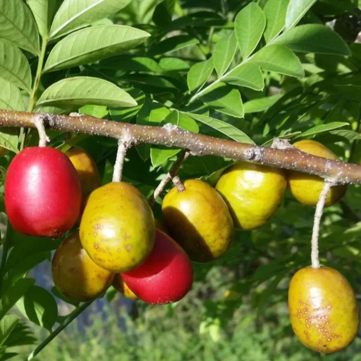 Spondias Purpurea Tree Growing in Garden, Healthy Tree with Vibrant Purple Fruit
