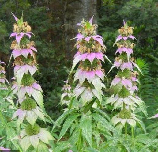 Spotted Bee Balm Growing in Garden with Pink and Cream Flowers