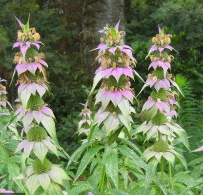 Spotted Bee Balm Growing in Garden with Pink and Cream Flowers