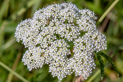 Cicuta Maculata Flower seeds for Planting Garden Favorite Heirloom & GMO Free Seeds for Home Garden