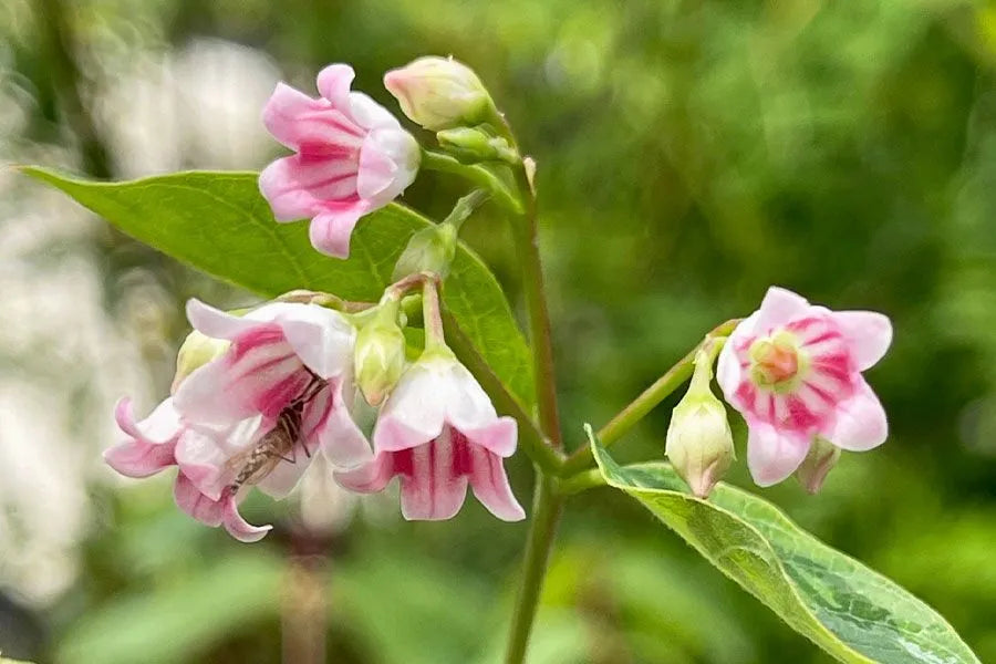 Dogbane Flower seeds for Planting, Pollinator Friendly Heirloom & GMO Free Seeds for Home Garden