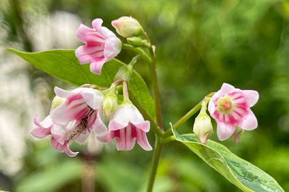 Dogbane Flower seeds for Planting, Pollinator Friendly Heirloom & GMO Free Seeds for Home Garden