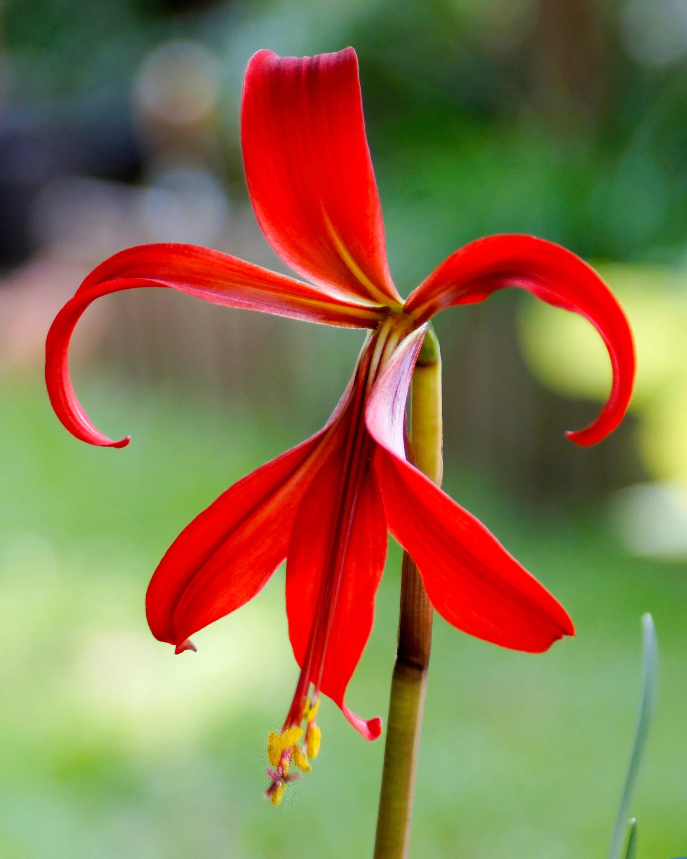 Sprekelia Flower seeds for Planting Perfect for Borders, Heirloom & GMO Free Seeds for Home Garden vegetable and garden seeds