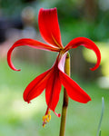 Sprekelia Flower seeds for Planting Perfect for Borders, Heirloom & GMO Free Seeds for Home Garden seeds for planting