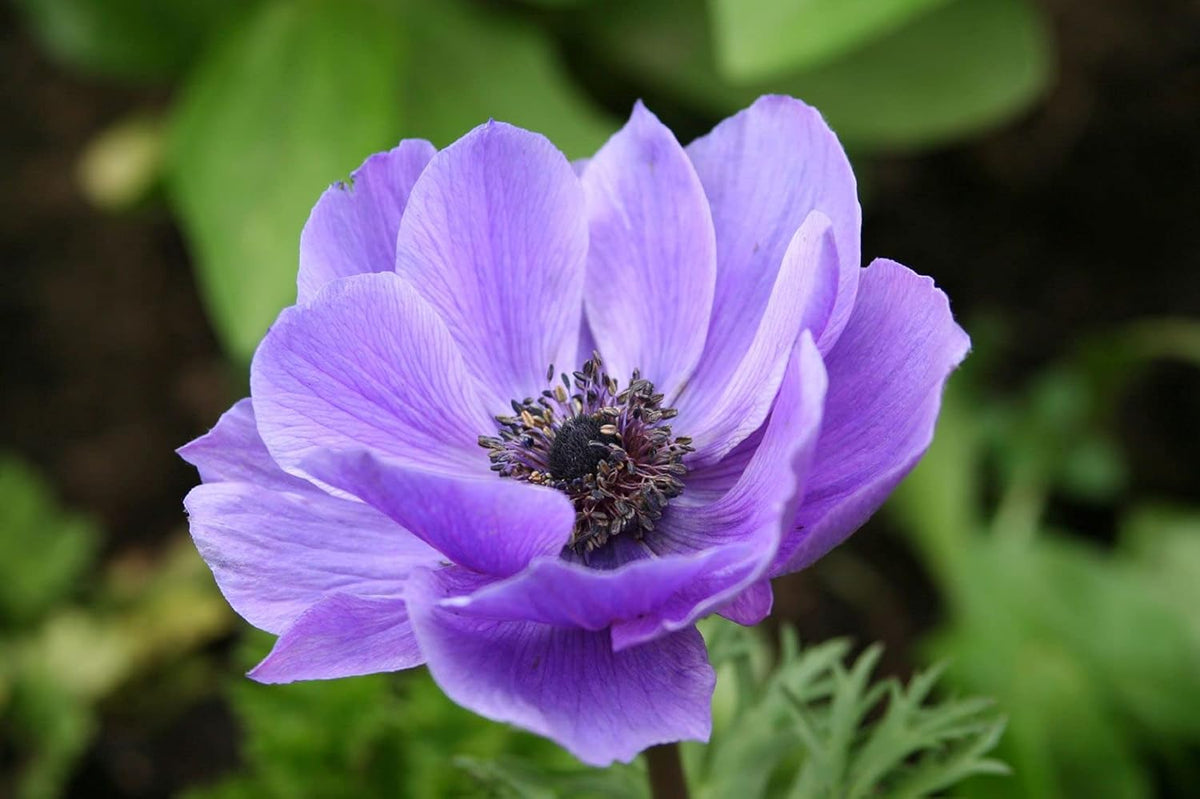 Spring Light Violet Anemone Blooms for Garden Beds