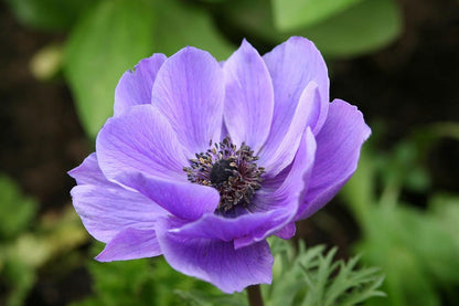 Spring Light Violet Anemone Blooms for Garden Beds