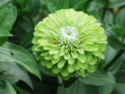 Spring Blooming Dark Green Zinnia Flowers