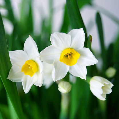 Spring Blooming Daffodil Flowers