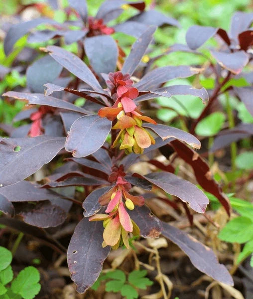 Premium Euphorbia Amygdaloides Flower seeds for Planting Easy to Grow, Heirloom & GMO Free Seeds for Home Garden seeds