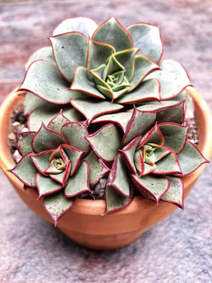 Spring Light Red Echeveria Purpusorum Blooms for Garden Displays