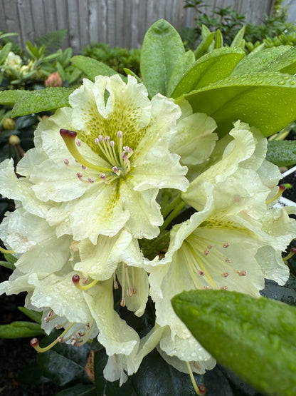 Rhododendron Flower Seeds For Planting Light Yellow