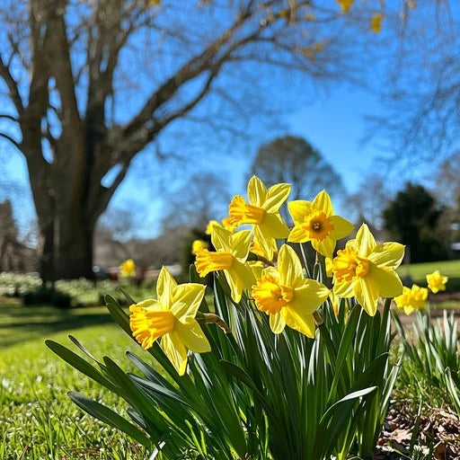 Blue Yellow Daffodils Flower seeds for Planting Premium Quality, Heirloom & GMO Free Seeds for Home Garden seeds for planting